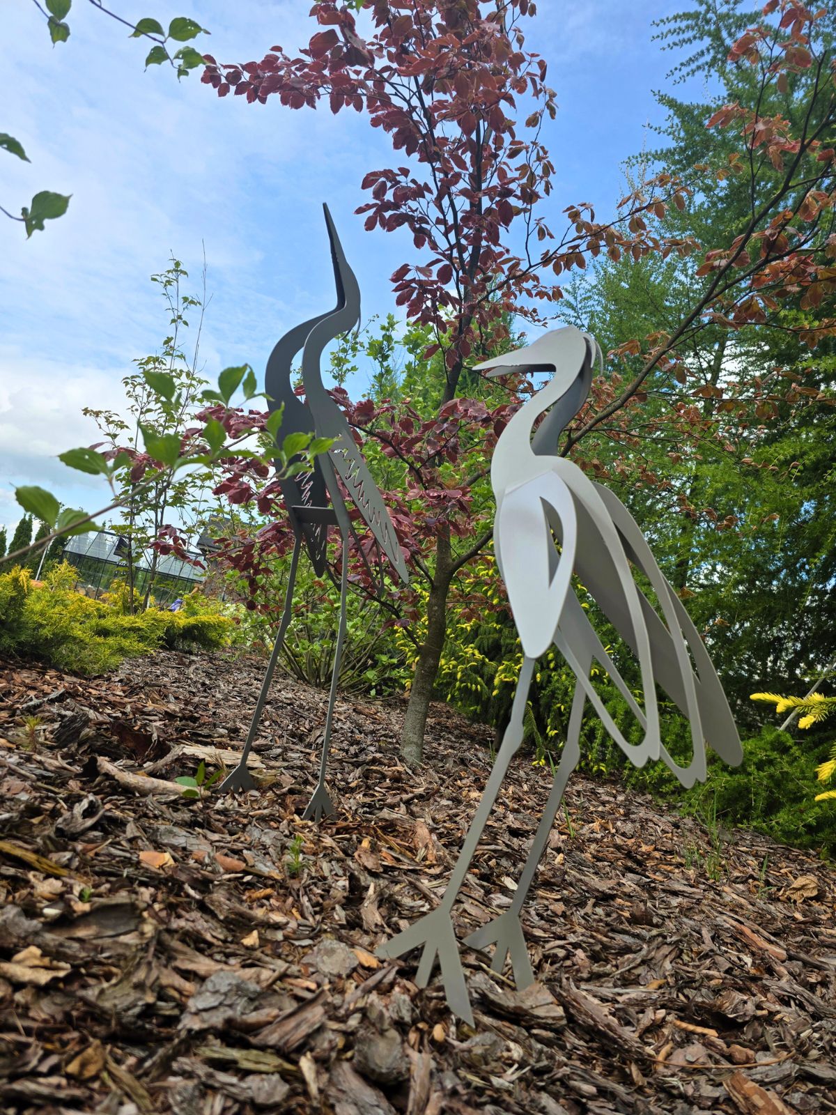 czapla-szara-mniejsza